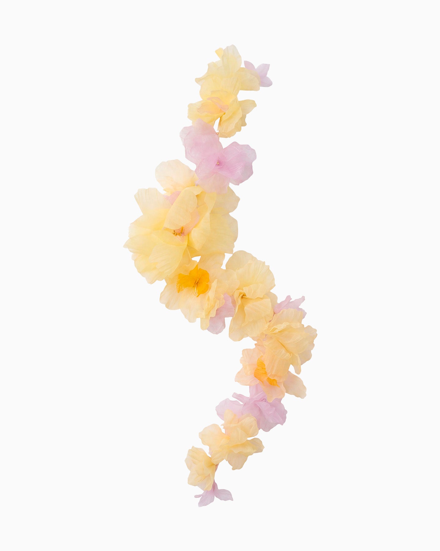 MIMOSA FLOWERS 1 1 d79ad40b e35b 4dd3 9d45 9d675995662f